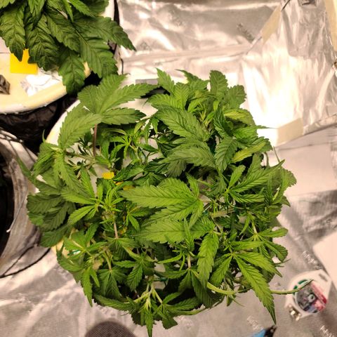 OG Kush Bonnie Parker 57.57g. growlog timeline photo