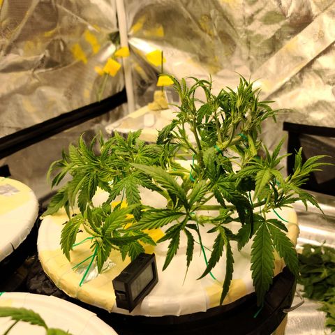 OG Kush Bonnie Parker 57.57g. growlog timeline photo