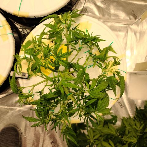 OG Kush Bonnie Parker 57.57g. growlog timeline photo