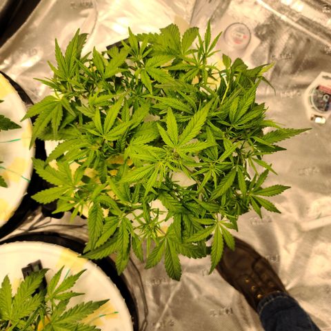 OG Kush Bonnie Parker 57.57g. growlog timeline photo