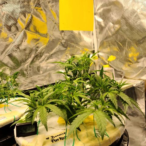 OG Kush Bonnie Parker 57.57g. growlog timeline photo