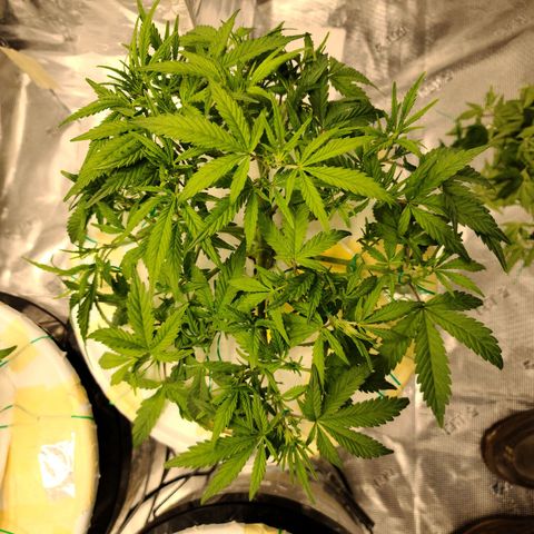 OG Kush Bonnie Parker 57.57g. growlog timeline photo