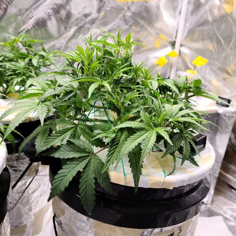 OG Kush Bonnie Parker 57.57g. growlog timeline photo
