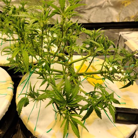 OG Kush Bonnie Parker 57.57g. growlog timeline photo