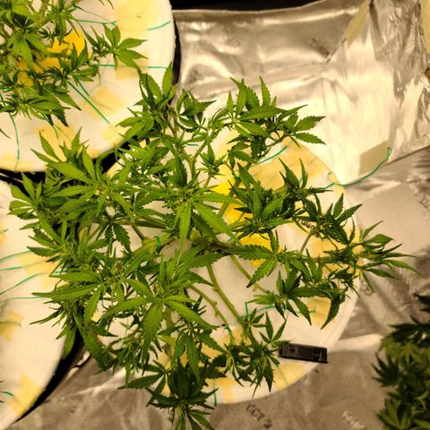 OG Kush Bonnie Parker 57.57g. growlog timeline photo