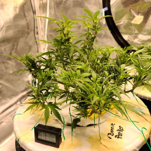 OG Kush Bonnie Parker 57.57g. growlog timeline photo