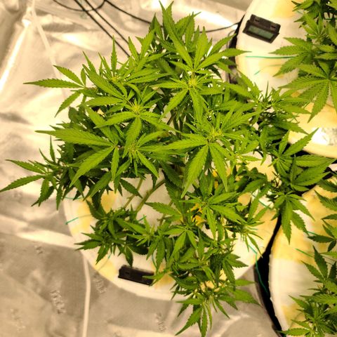OG Kush Bonnie Parker 57.57g. growlog timeline photo