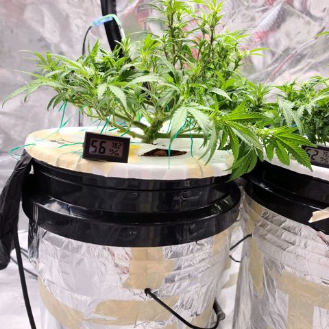 OG Kush Bonnie Parker 57.57g. growlog timeline photo