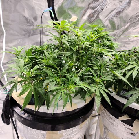 OG Kush Bonnie Parker 57.57g. growlog timeline photo