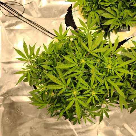 OG Kush Bonnie Parker 57.57g. growlog timeline photo
