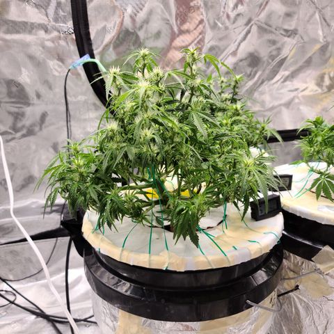 OG Kush Bonnie Parker 57.57g. growlog timeline photo