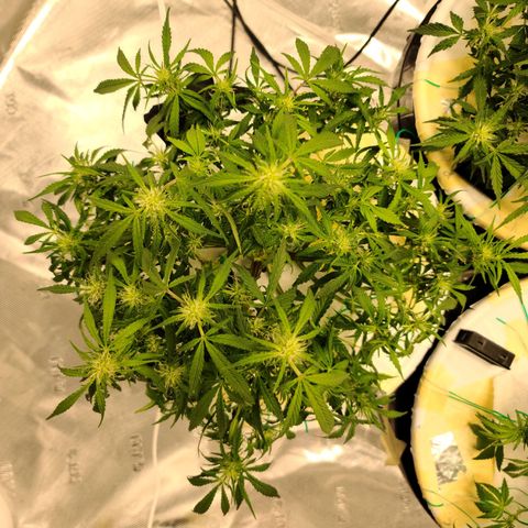 OG Kush Bonnie Parker 57.57g. growlog timeline photo