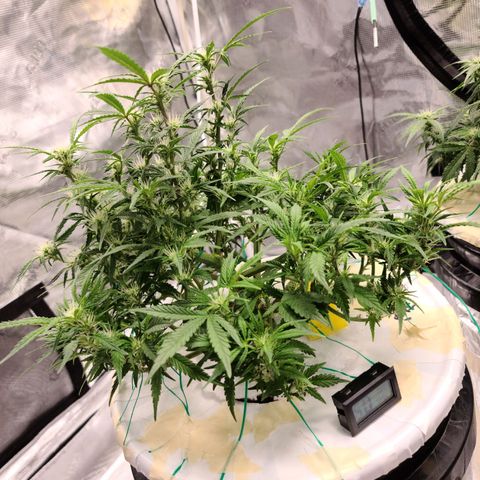 OG Kush Bonnie Parker 57.57g. growlog timeline photo