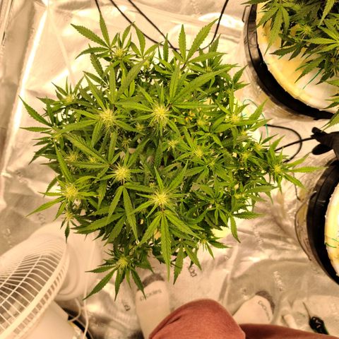 OG Kush Bonnie Parker 57.57g. growlog timeline photo