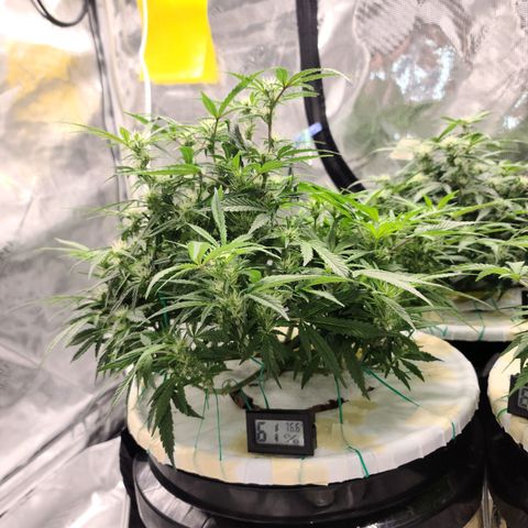 OG Kush Bonnie Parker 57.57g. growlog timeline photo