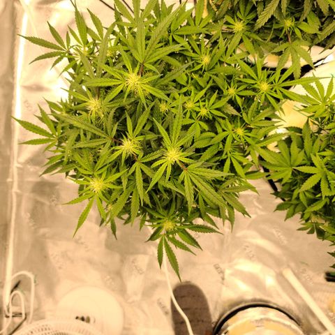 OG Kush Bonnie Parker 57.57g. growlog timeline photo