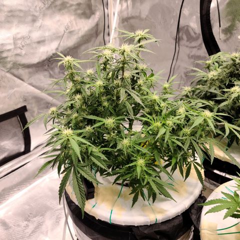 OG Kush Bonnie Parker 57.57g. growlog timeline photo