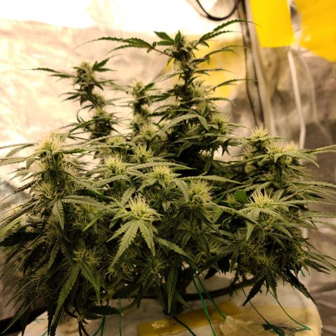 OG Kush Bonnie Parker 57.57g. growlog timeline photo