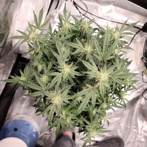 OG Kush Bonnie Parker 57.57g. growlog timeline photo