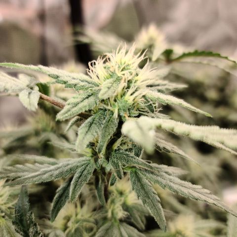 OG Kush Bonnie Parker 57.57g. growlog timeline photo