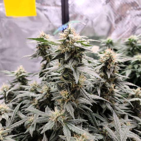 OG Kush Bonnie Parker 57.57g. growlog timeline photo