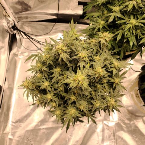 OG Kush Bonnie Parker 57.57g. growlog timeline photo