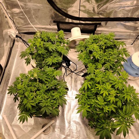 OG Kush Bonnie Parker 57.57g. growlog timeline photo