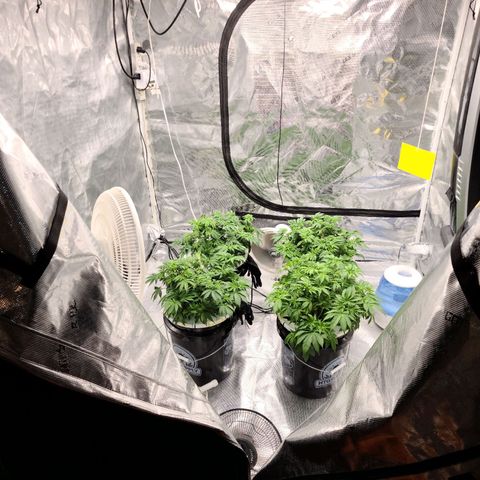 OG Kush Bonnie Parker 57.57g. growlog timeline photo