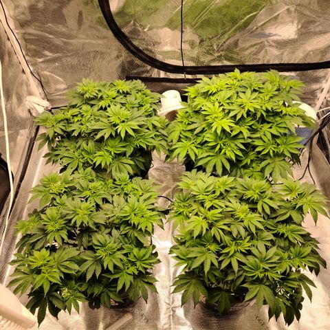 OG Kush Bonnie Parker 57.57g. growlog timeline photo