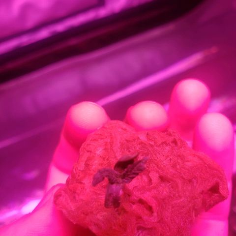 Sweet Gelato Auto 1 growlog timeline photo
