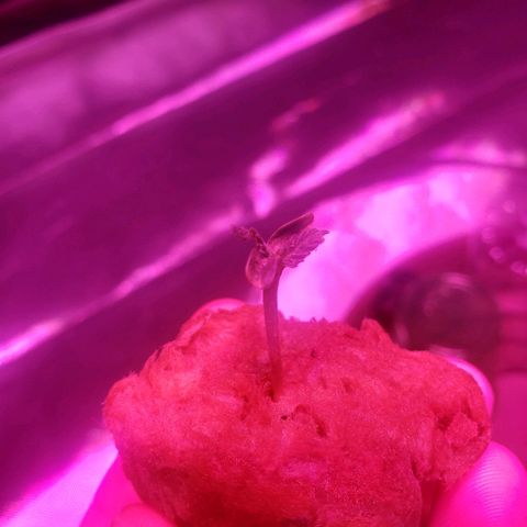 Sweet Gelato Auto 1 growlog timeline photo
