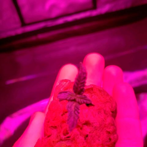 Sweet Gelato Auto 1 growlog timeline photo
