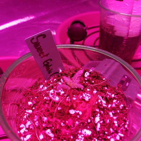 Sweet Gelato Auto 1 growlog photo: Transplanted to solo up w/coco
