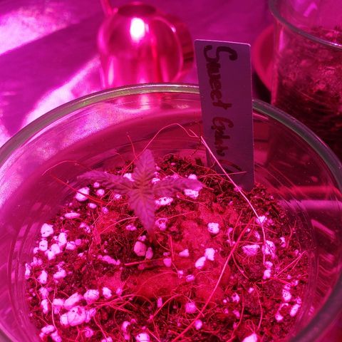 Sweet Gelato Auto 1 growlog photo: After feeding 