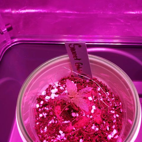 Sweet Gelato Auto 1 growlog timeline photo