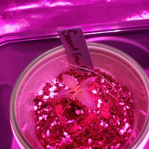 Sweet Gelato Auto 1 growlog timeline photo