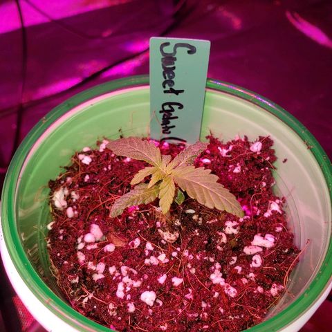 Sweet Gelato Auto 1 growlog photo: Lifted pot to see root exploring side walls. Might need to transplant 