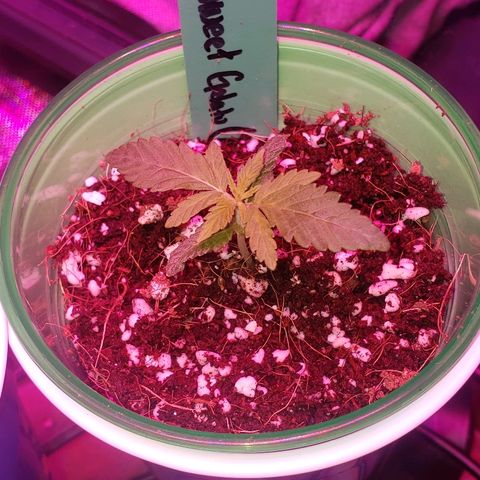 Sweet Gelato Auto 1 growlog timeline photo