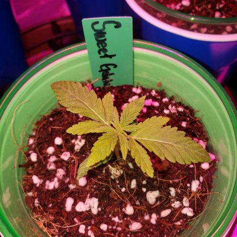 Sweet Gelato Auto 1 growlog photo: Right after feeding