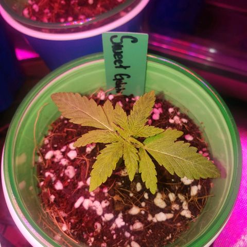 Sweet Gelato Auto 1 growlog timeline photo