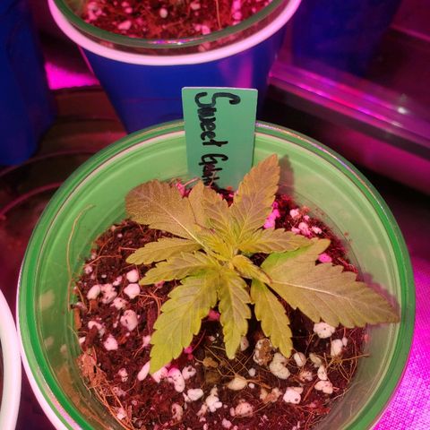 Sweet Gelato Auto 1 growlog timeline photo