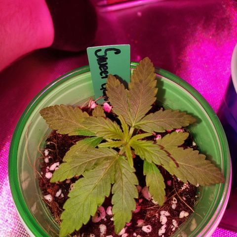 Sweet Gelato Auto 1 growlog timeline photo