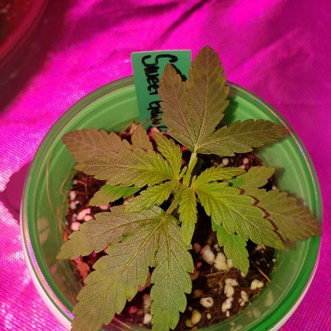 Sweet Gelato Auto 1 growlog timeline photo