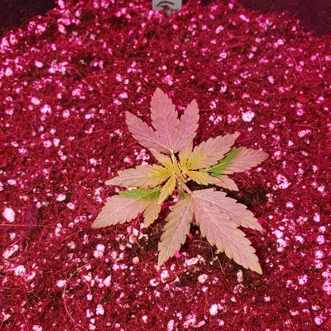 Sweet Gelato Auto 1 growlog photo: After TX to 3gal
