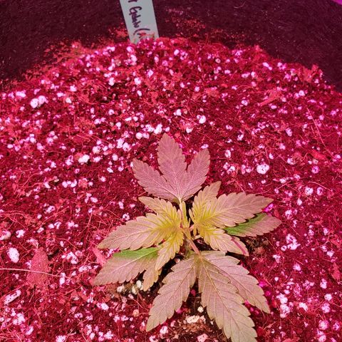 Sweet Gelato Auto 1 growlog timeline photo