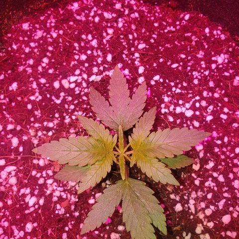 Sweet Gelato Auto 1 growlog timeline photo