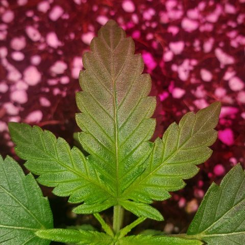 Sweet Gelato Auto 1 growlog timeline photo