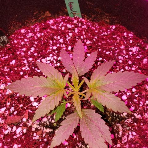 Sweet Gelato Auto 1 growlog timeline photo