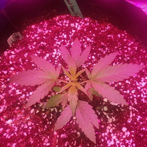 Sweet Gelato Auto 1 growlog timeline photo