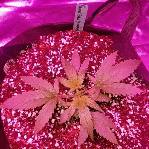 Sweet Gelato Auto 1 growlog timeline photo